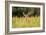 Whitetail Deerin the Bitterroot Valley, Montana-Jason Savage-Framed Giclee Print