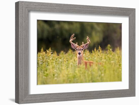 Whitetail Deerin the Bitterroot Valley, Montana-Jason Savage-Framed Giclee Print