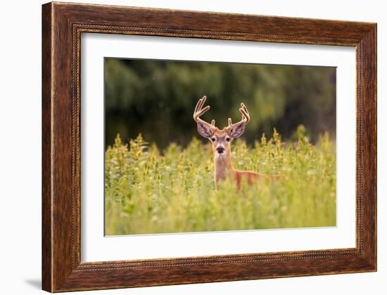 Whitetail Deerin the Bitterroot Valley, Montana-Jason Savage-Framed Giclee Print