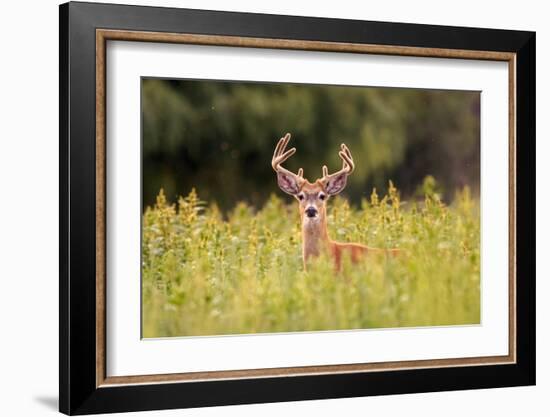 Whitetail Deerin the Bitterroot Valley, Montana-Jason Savage-Framed Giclee Print