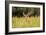 Whitetail Deerin the Bitterroot Valley, Montana-Jason Savage-Framed Giclee Print