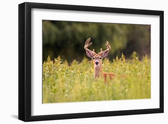 Whitetail Deerin the Bitterroot Valley, Montana-Jason Savage-Framed Giclee Print