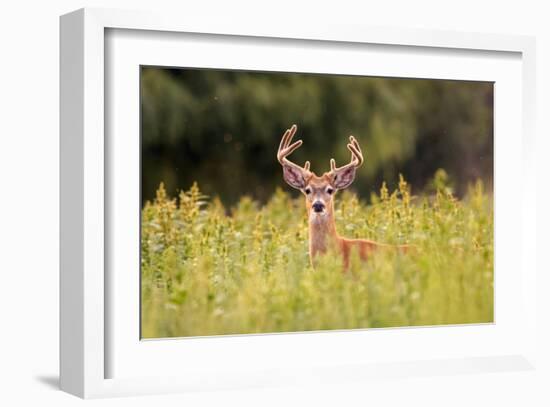 Whitetail Deerin the Bitterroot Valley, Montana-Jason Savage-Framed Giclee Print