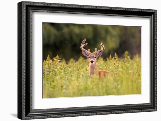 Whitetail Deerin the Bitterroot Valley, Montana-Jason Savage-Framed Giclee Print