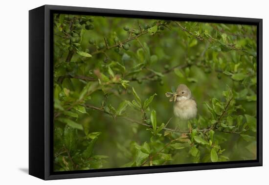 Whitethroat (Sylvia Communis) Adult Perched in Blackthorn Hedgerow with Insect, Cambridgeshire, UK-Andrew Parkinson-Framed Premier Image Canvas