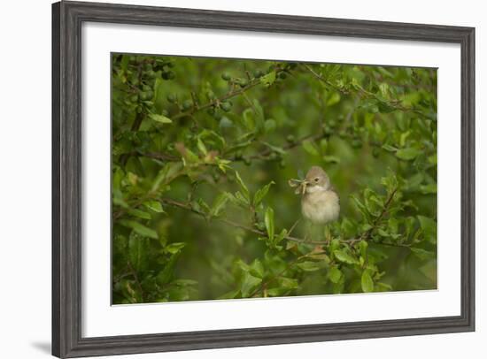 Whitethroat (Sylvia Communis) Adult Perched in Blackthorn Hedgerow with Insect, Cambridgeshire, UK-Andrew Parkinson-Framed Photographic Print