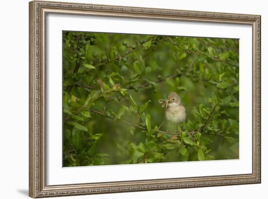 Whitethroat (Sylvia Communis) Adult Perched in Blackthorn Hedgerow with Insect, Cambridgeshire, UK-Andrew Parkinson-Framed Photographic Print