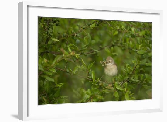 Whitethroat (Sylvia Communis) Adult Perched in Blackthorn Hedgerow with Insect, Cambridgeshire, UK-Andrew Parkinson-Framed Photographic Print