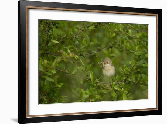 Whitethroat (Sylvia Communis) Adult Perched in Blackthorn Hedgerow with Insect, Cambridgeshire, UK-Andrew Parkinson-Framed Photographic Print