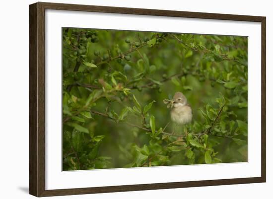 Whitethroat (Sylvia Communis) Adult Perched in Blackthorn Hedgerow with Insect, Cambridgeshire, UK-Andrew Parkinson-Framed Photographic Print