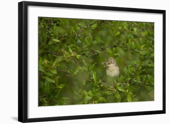 Whitethroat (Sylvia Communis) Adult Perched in Blackthorn Hedgerow with Insect, Cambridgeshire, UK-Andrew Parkinson-Framed Photographic Print