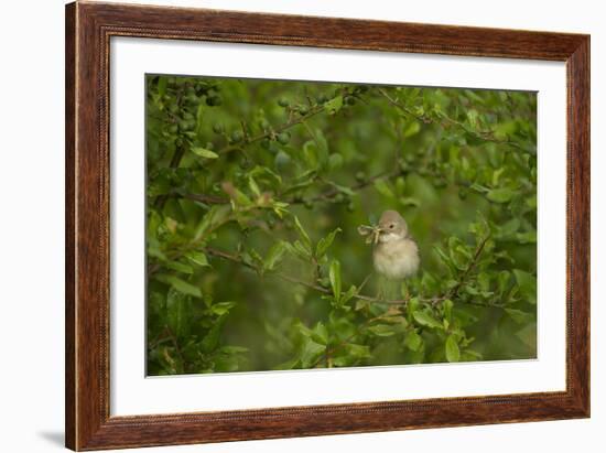 Whitethroat (Sylvia Communis) Adult Perched in Blackthorn Hedgerow with Insect, Cambridgeshire, UK-Andrew Parkinson-Framed Photographic Print