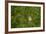 Whitethroat (Sylvia Communis) Adult Perched in Blackthorn Hedgerow with Insect, Cambridgeshire, UK-Andrew Parkinson-Framed Photographic Print