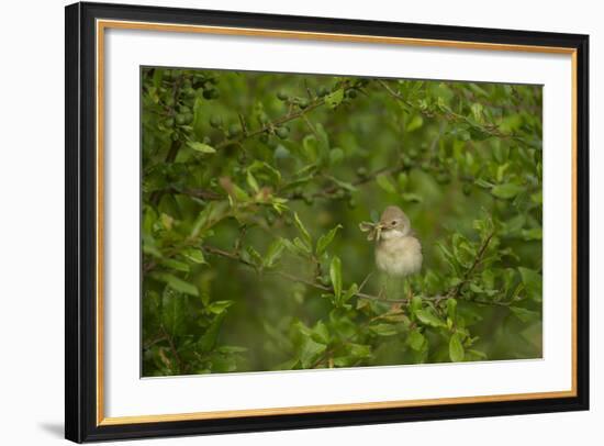 Whitethroat (Sylvia Communis) Adult Perched in Blackthorn Hedgerow with Insect, Cambridgeshire, UK-Andrew Parkinson-Framed Photographic Print