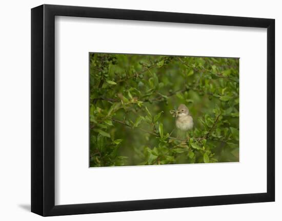 Whitethroat (Sylvia Communis) Adult Perched in Blackthorn Hedgerow with Insect, Cambridgeshire, UK-Andrew Parkinson-Framed Photographic Print