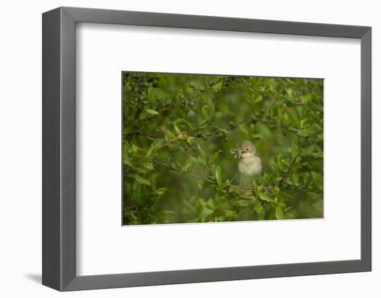 Whitethroat (Sylvia Communis) Adult Perched in Blackthorn Hedgerow with Insect, Cambridgeshire, UK-Andrew Parkinson-Framed Photographic Print