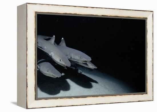 Whitetip Reef Shark Pack Hunting at Night (Triaenodon Obesus) Cocos Is, Costa Rica, Pacific Ocean-null-Framed Premier Image Canvas