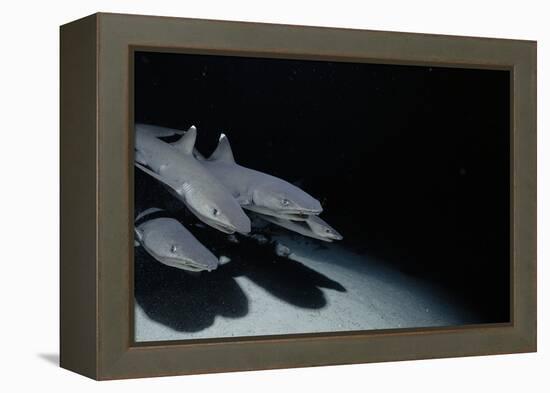 Whitetip Reef Shark Pack Hunting at Night (Triaenodon Obesus) Cocos Is, Costa Rica, Pacific Ocean-null-Framed Premier Image Canvas