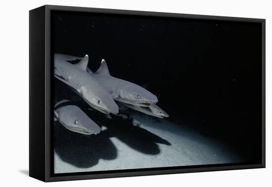 Whitetip Reef Shark Pack Hunting at Night (Triaenodon Obesus) Cocos Is, Costa Rica, Pacific Ocean-null-Framed Premier Image Canvas