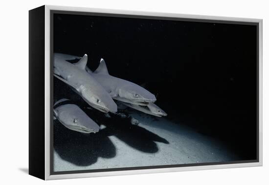 Whitetip Reef Shark Pack Hunting at Night (Triaenodon Obesus) Cocos Is, Costa Rica, Pacific Ocean-null-Framed Premier Image Canvas