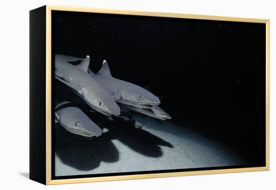 Whitetip Reef Shark Pack Hunting at Night (Triaenodon Obesus) Cocos Is, Costa Rica, Pacific Ocean-null-Framed Premier Image Canvas