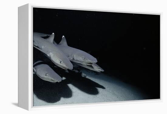 Whitetip Reef Shark Pack Hunting at Night (Triaenodon Obesus) Cocos Is, Costa Rica, Pacific Ocean-null-Framed Premier Image Canvas