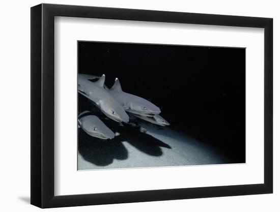 Whitetip Reef Shark Pack Hunting at Night (Triaenodon Obesus) Cocos Is, Costa Rica, Pacific Ocean-null-Framed Photographic Print