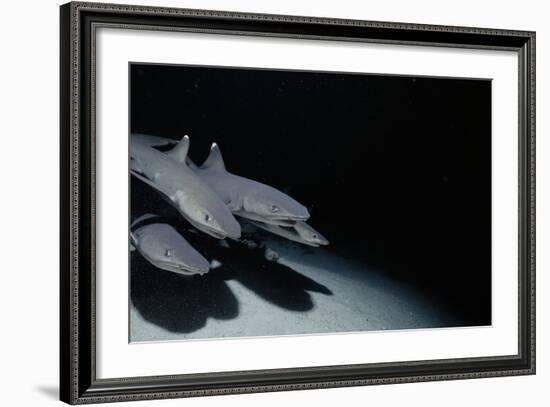 Whitetip Reef Shark Pack Hunting at Night (Triaenodon Obesus) Cocos Is, Costa Rica, Pacific Ocean-null-Framed Photographic Print