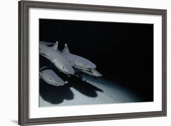 Whitetip Reef Shark Pack Hunting at Night (Triaenodon Obesus) Cocos Is, Costa Rica, Pacific Ocean-null-Framed Photographic Print