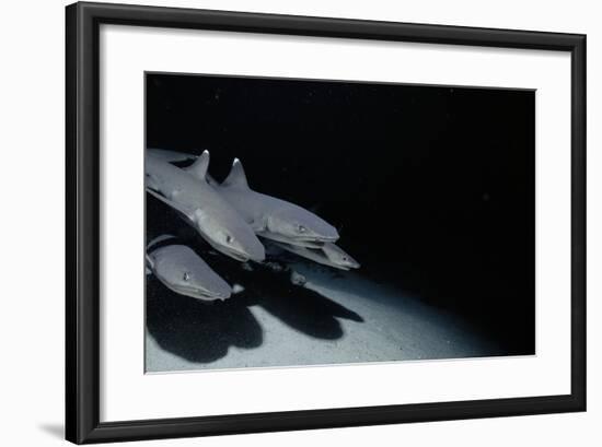 Whitetip Reef Shark Pack Hunting at Night (Triaenodon Obesus) Cocos Is, Costa Rica, Pacific Ocean-null-Framed Photographic Print