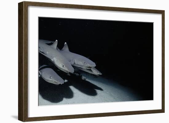 Whitetip Reef Shark Pack Hunting at Night (Triaenodon Obesus) Cocos Is, Costa Rica, Pacific Ocean-null-Framed Photographic Print