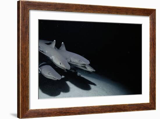 Whitetip Reef Shark Pack Hunting at Night (Triaenodon Obesus) Cocos Is, Costa Rica, Pacific Ocean-null-Framed Photographic Print