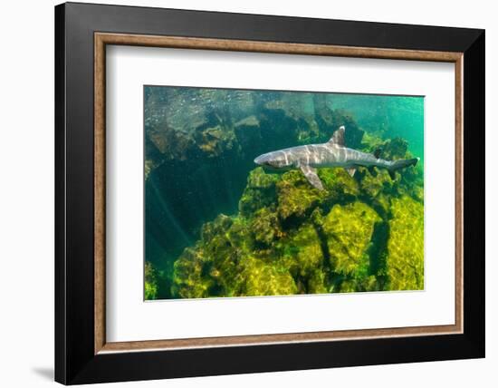 Whitetip reef shark swimming in shallows, Ecuador-Tui De Roy-Framed Photographic Print