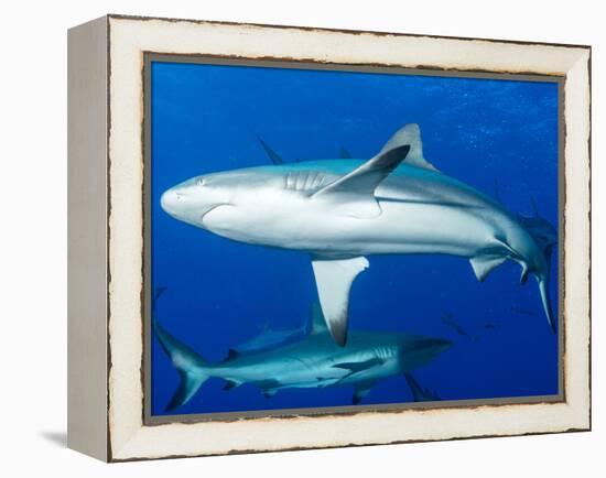 Whitetip Reef Shark (Triaenodon Obesus) Is a Requiem Shark in the Genus Carcharinidae-Louise Murray-Framed Premier Image Canvas