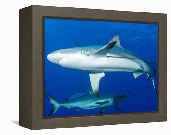 Whitetip Reef Shark (Triaenodon Obesus) Is a Requiem Shark in the Genus Carcharinidae-Louise Murray-Framed Premier Image Canvas