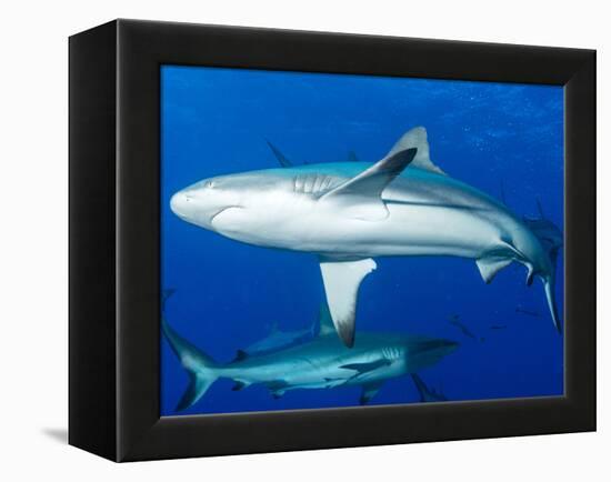 Whitetip Reef Shark (Triaenodon Obesus) Is a Requiem Shark in the Genus Carcharinidae-Louise Murray-Framed Premier Image Canvas