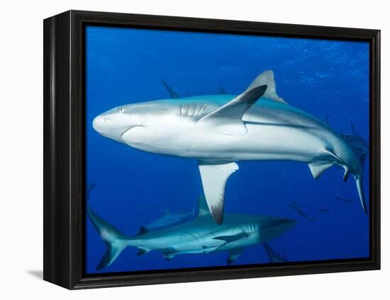 Whitetip Reef Shark (Triaenodon Obesus) Is a Requiem Shark in the Genus Carcharinidae-Louise Murray-Framed Premier Image Canvas