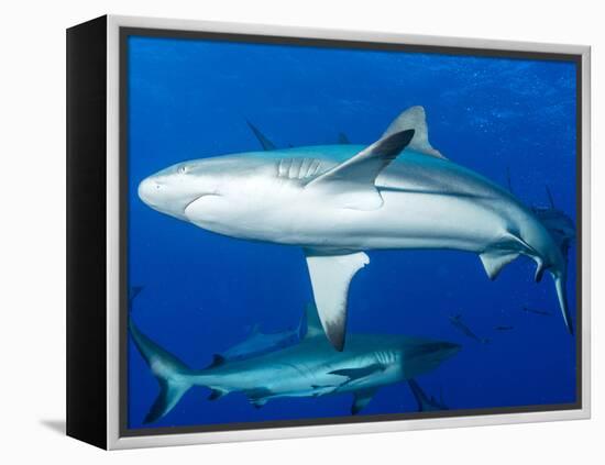 Whitetip Reef Shark (Triaenodon Obesus) Is a Requiem Shark in the Genus Carcharinidae-Louise Murray-Framed Premier Image Canvas