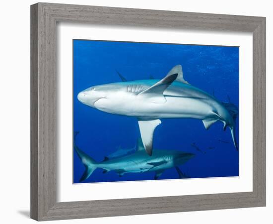 Whitetip Reef Shark (Triaenodon Obesus) Is a Requiem Shark in the Genus Carcharinidae-Louise Murray-Framed Photographic Print