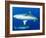 Whitetip Reef Shark (Triaenodon Obesus) Is a Requiem Shark in the Genus Carcharinidae-Louise Murray-Framed Photographic Print