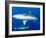 Whitetip Reef Shark (Triaenodon Obesus) Is a Requiem Shark in the Genus Carcharinidae-Louise Murray-Framed Photographic Print