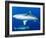 Whitetip Reef Shark (Triaenodon Obesus) Is a Requiem Shark in the Genus Carcharinidae-Louise Murray-Framed Photographic Print