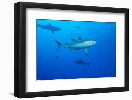 Whitetip Reef Shark (Triaenodon Obesus) Is a Requiem Shark in the Genus Carcharinidae-Louise Murray-Framed Photographic Print