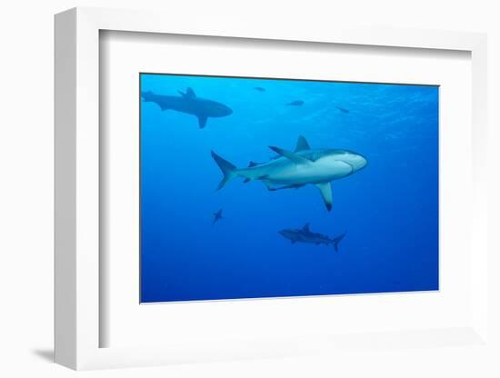 Whitetip Reef Shark (Triaenodon Obesus) Is a Requiem Shark in the Genus Carcharinidae-Louise Murray-Framed Photographic Print