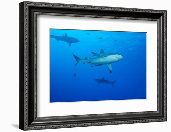 Whitetip Reef Shark (Triaenodon Obesus) Is a Requiem Shark in the Genus Carcharinidae-Louise Murray-Framed Photographic Print