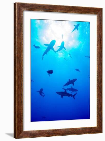 Whitetip Reef Shark (Triaenodon Obesus)-Louise Murray-Framed Photographic Print