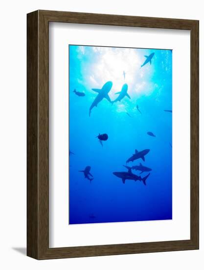 Whitetip Reef Shark (Triaenodon Obesus)-Louise Murray-Framed Photographic Print