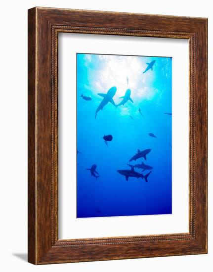 Whitetip Reef Shark (Triaenodon Obesus)-Louise Murray-Framed Photographic Print