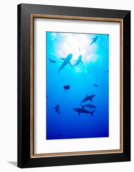 Whitetip Reef Shark (Triaenodon Obesus)-Louise Murray-Framed Photographic Print