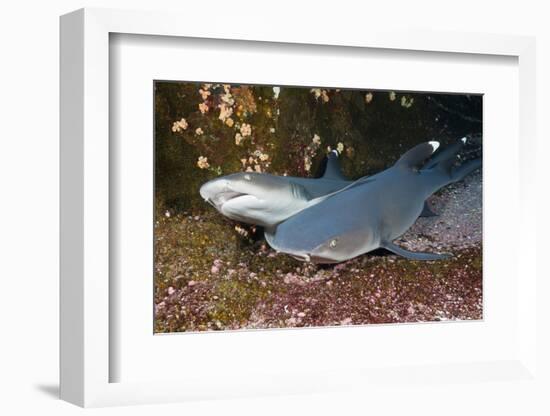 Whitetip Reef Shark (Triaenodon Obesus)-Reinhard Dirscherl-Framed Photographic Print